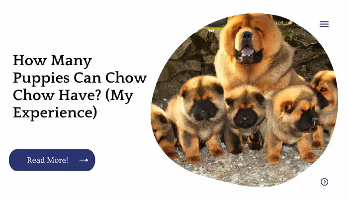 How Many Puppies Can Chow Chow Have? (My Experience)