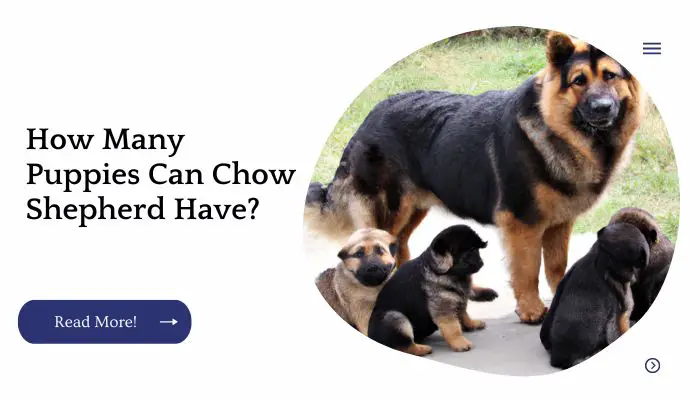 How Many Puppies Can Chow Shepherd Have?