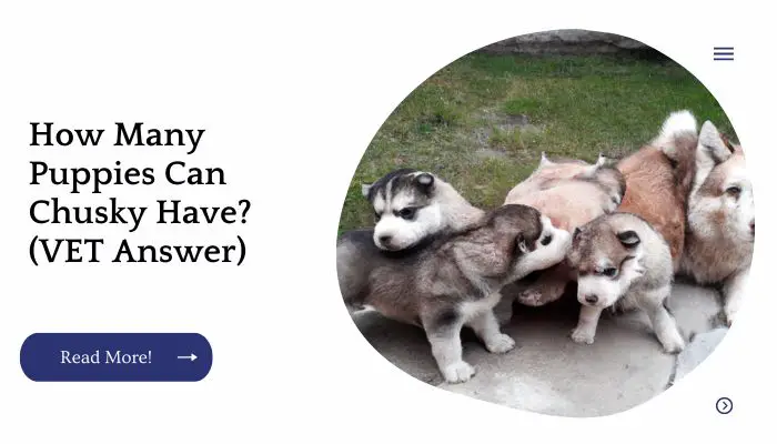 How Many Puppies Can Chusky Have? (VET Answer)