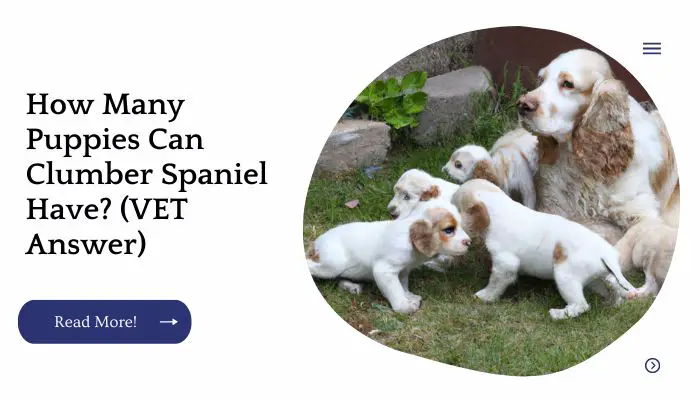 How Many Puppies Can Clumber Spaniel Have? (VET Answer)
