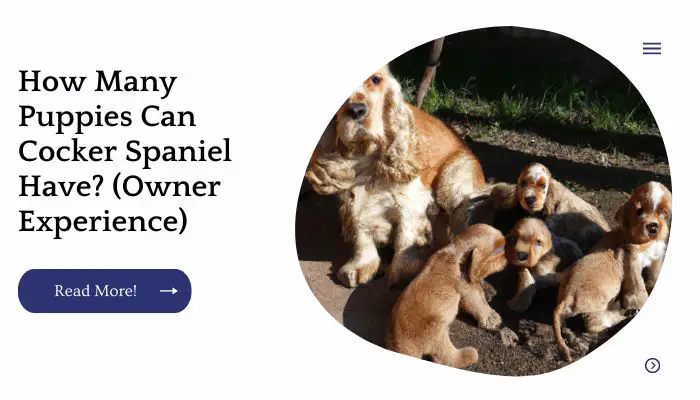 How Many Puppies Can Cocker Spaniel Have? (Owner Experience)