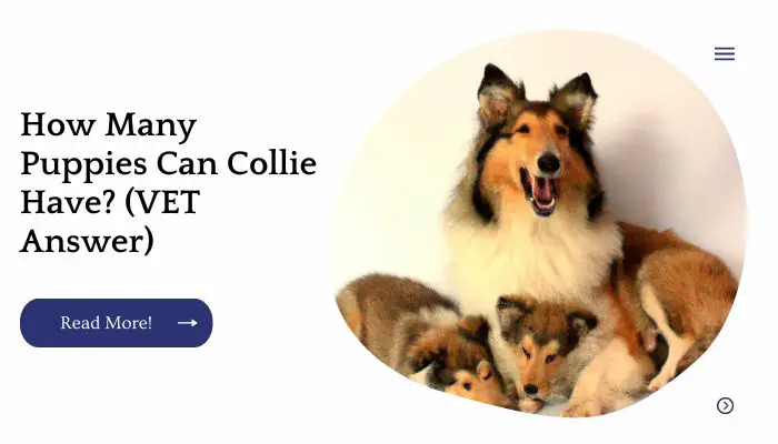 How Many Puppies Can Collie Have? (VET Answer)