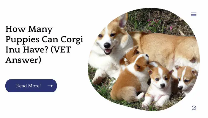 How Many Puppies Can Corgi Inu Have? (VET Answer)