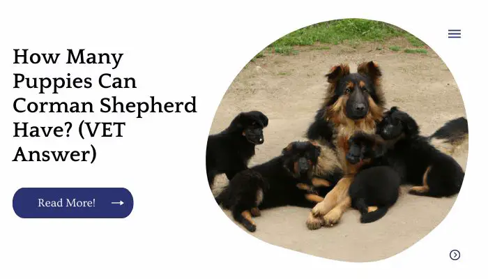How Many Puppies Can Corman Shepherd Have? (VET Answer)
