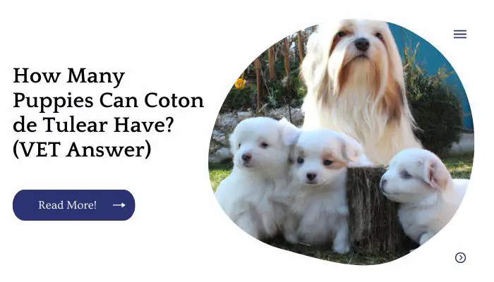 How Many Puppies Can Coton de Tulear Have? (VET Answer)