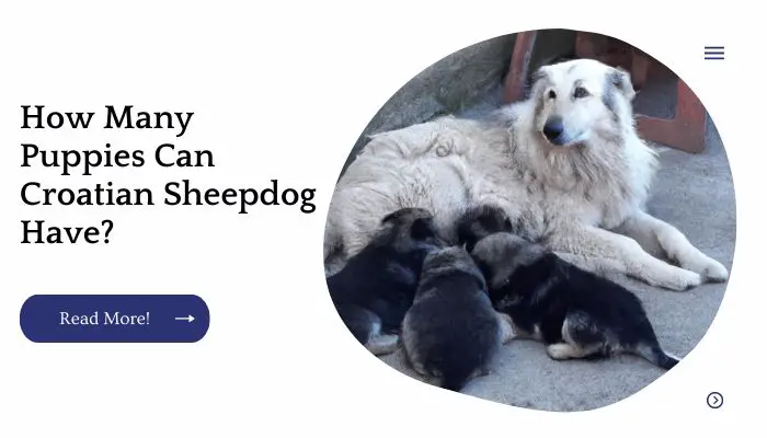 How Many Puppies Can Croatian Sheepdog Have? 