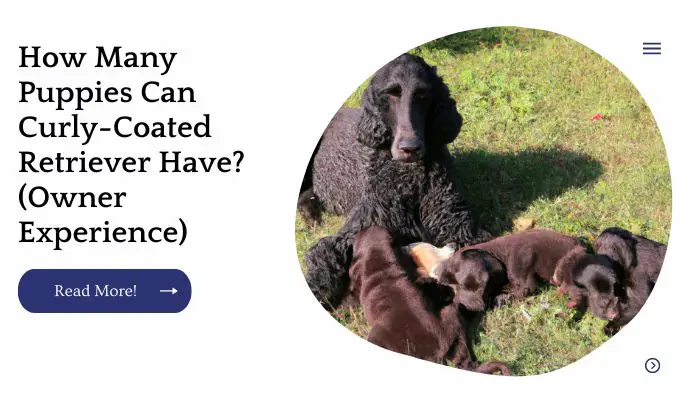 How Many Puppies Can Curly-Coated Retriever Have? (Owner Experience)