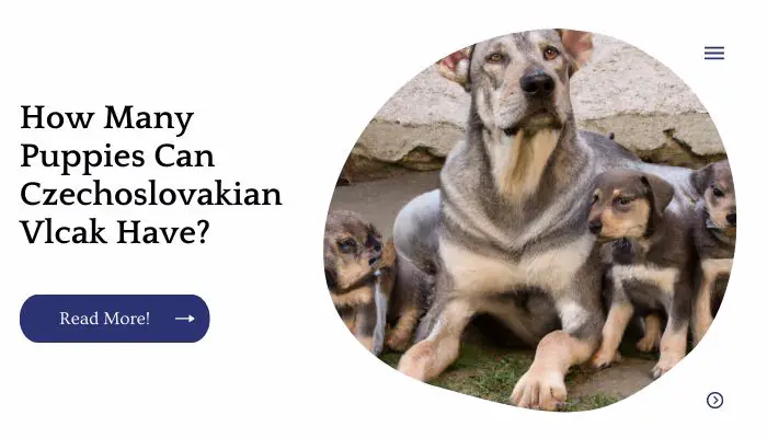 How Many Puppies Can Czechoslovakian Vlcak Have?