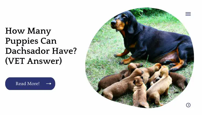 How Many Puppies Can  Dachsador Have? (VET Answer)