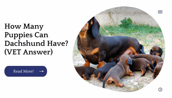 How Many Puppies Can Dachshund Have? (VET Answer)