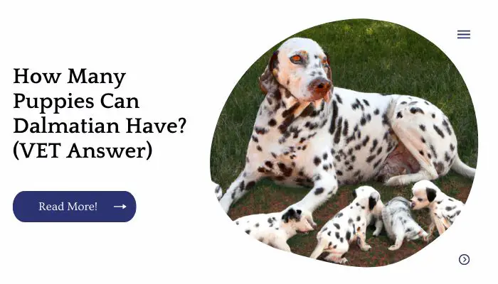 How Many Puppies Can Dalmatian Have? (VET Answer)