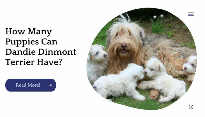How Many Puppies Can Dandie Dinmont Terrier Have?