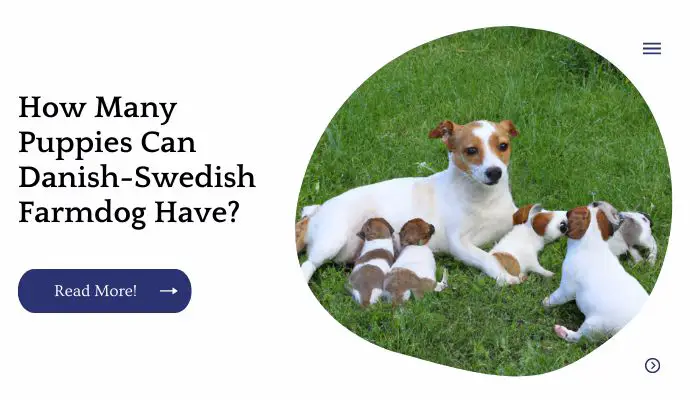 How Many Puppies Can Danish-Swedish Farmdog Have?