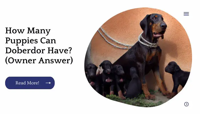 How Many Puppies Can Doberdor Have? (Owner Answer)