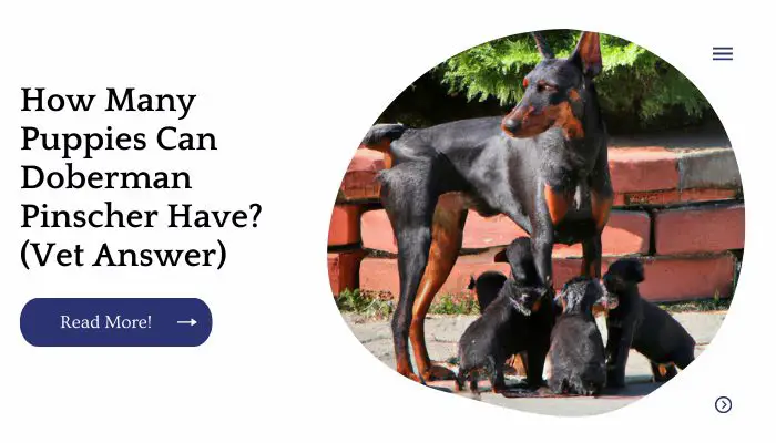 How Many Puppies Can Doberman Pinscher Have? (Vet Answer)