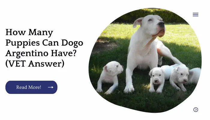 How Many Puppies Can Dogo Argentino Have? (VET Answer)