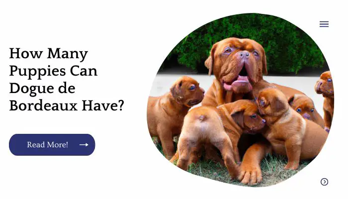 How Many Puppies Can Dogue de Bordeaux Have?