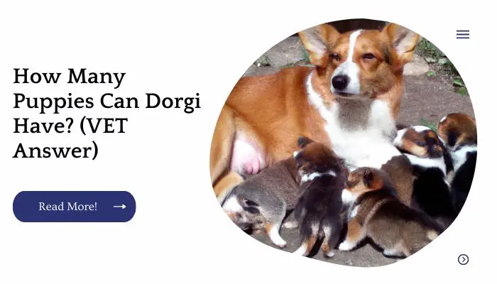 How Many Puppies Can Dorgi Have? (VET Answer)