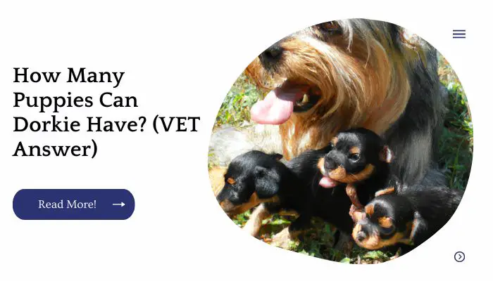 How Many Puppies Can Dorkie Have? (VET Answer)