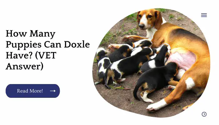 How Many Puppies Can Doxle Have? (VET Answer)
