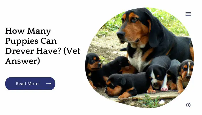 How Many Puppies Can Drever Have? (Vet Answer)