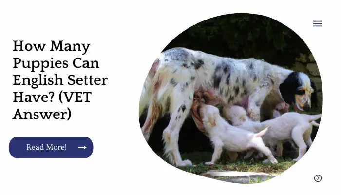 How Many Puppies Can English Setter Have? (VET Answer)