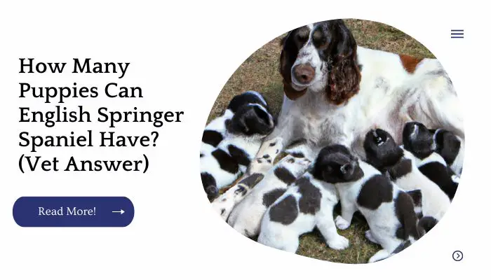How Many Puppies Can English Springer Spaniel Have? (Vet Answer)
