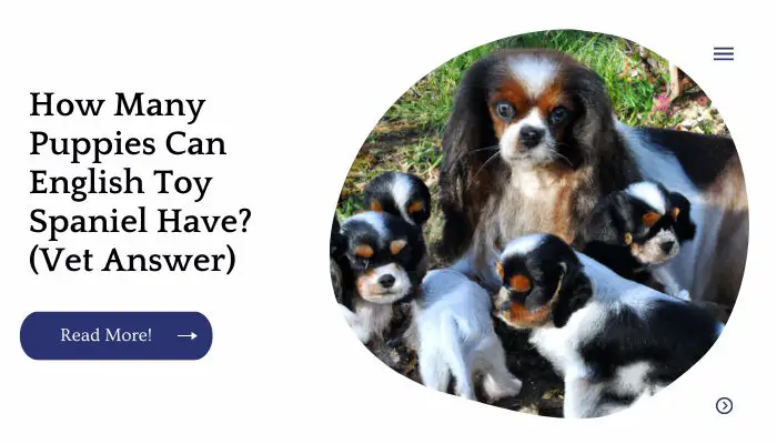 How Many Puppies Can English Toy Spaniel Have? (Vet Answer)