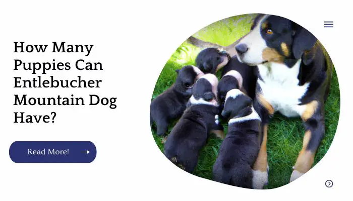 How Many Puppies Can Entlebucher Mountain Dog Have?