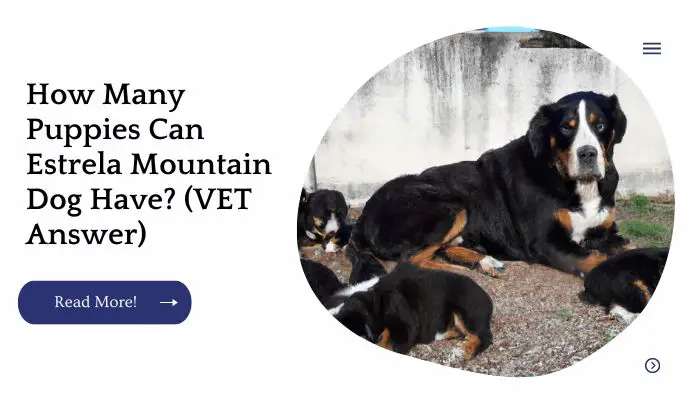 How Many Puppies Can Estrela Mountain Dog Have? (VET Answer)