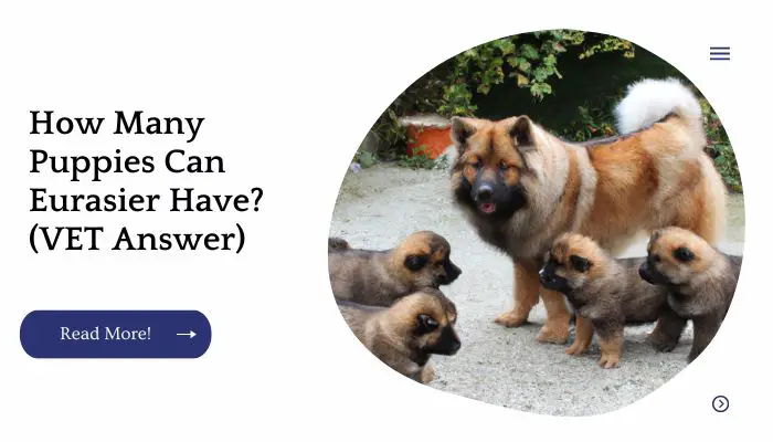 How Many Puppies Can Eurasier Have? (VET Answer)