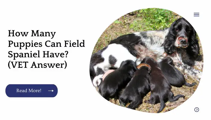 How Many Puppies Can Field Spaniel Have? (VET Answer) 