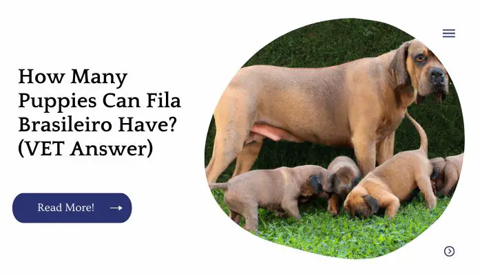 How Many Puppies Can Fila Brasileiro Have? (VET Answer)