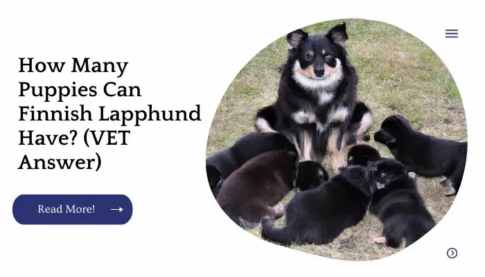 How Many Puppies Can Finnish Lapphund Have? (VET Answer)