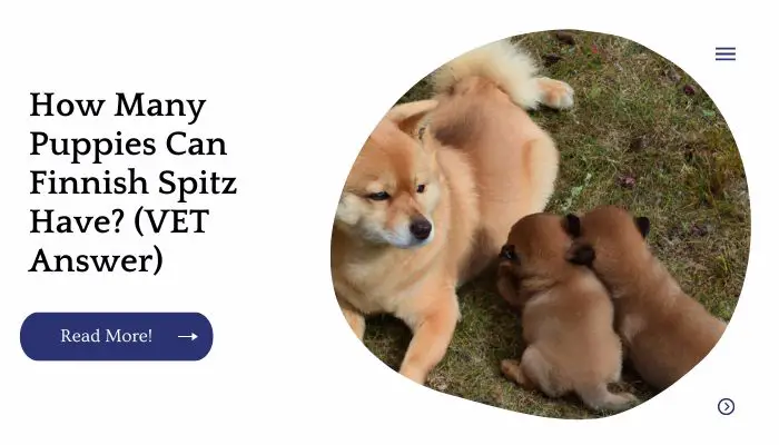 How Many Puppies Can Finnish Spitz Have? (VET Answer)