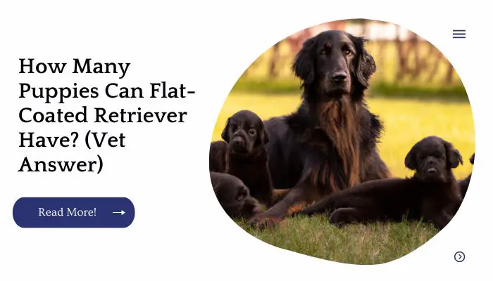 How Many Puppies Can Flat-Coated Retriever Have? (Vet Answer)