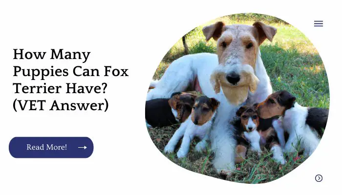 How Many Puppies Can Fox Terrier Have? (VET Answer)