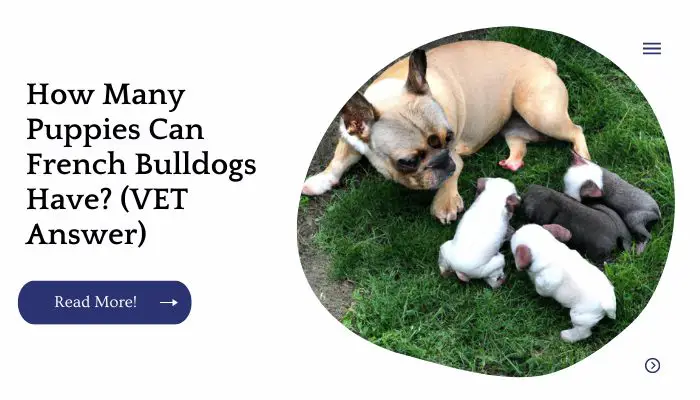 How Many Puppies Can French Bulldog Have? (VET Answer)