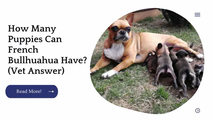 How Many Puppies Can French Bullhuahua Have? (Vet Answer)