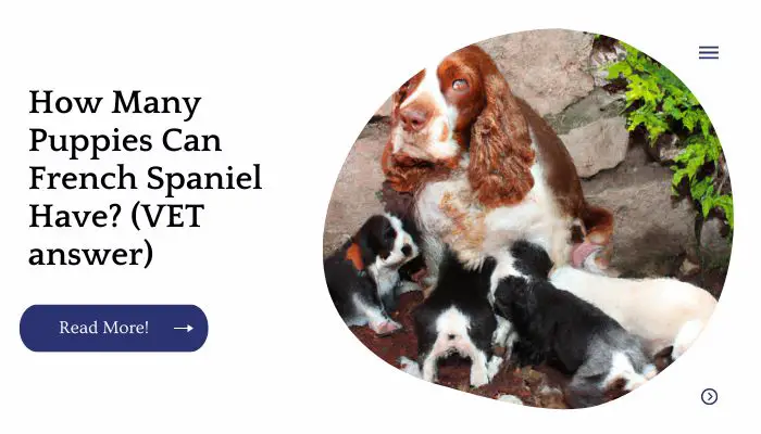 How Many Puppies Can French Spaniel Have? (VET answer)