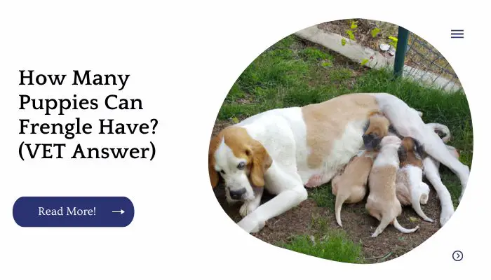How Many Puppies Can Frengle Have? (VET Answer)