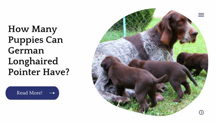 How Many Puppies Can German Longhaired Pointer Have?