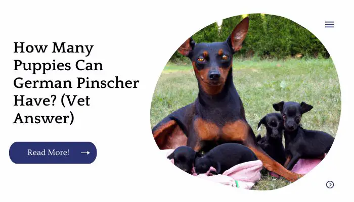 How Many Puppies Can German Pinscher Have? (Vet Answer)