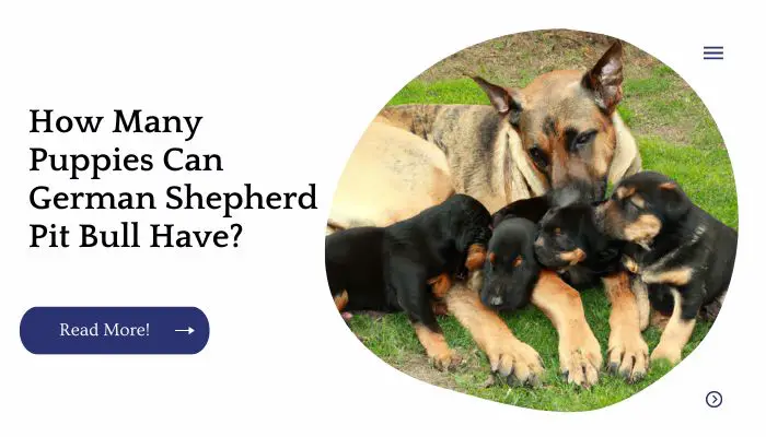 How Many Puppies Can German Shepherd Pit Bull Have?
