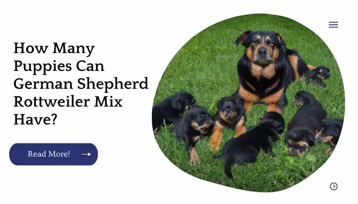 How Many Puppies Can German Shepherd Rottweiler Mix Have?