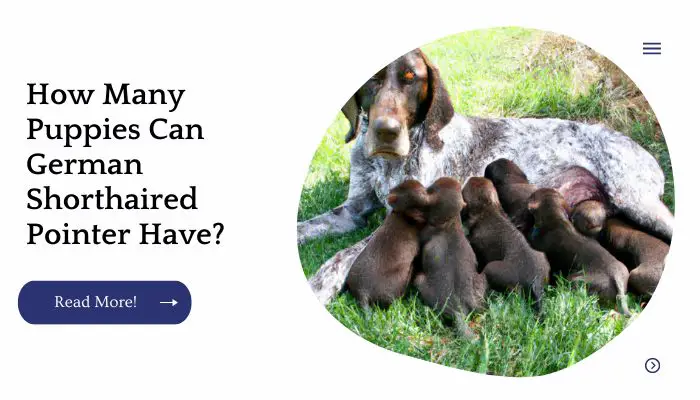 How Many Puppies Can German Shorthaired Pointer Have?