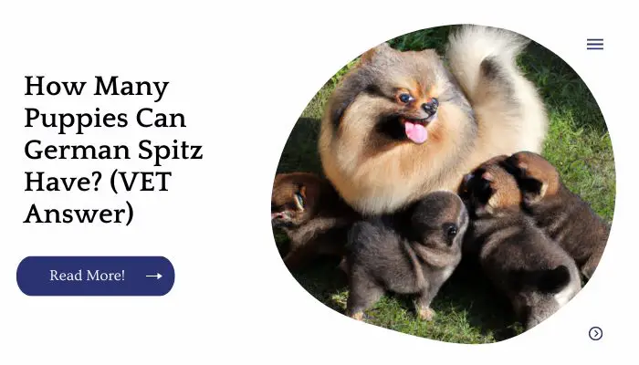 How Many Puppies Can German Spitz Have? (VET Answer)