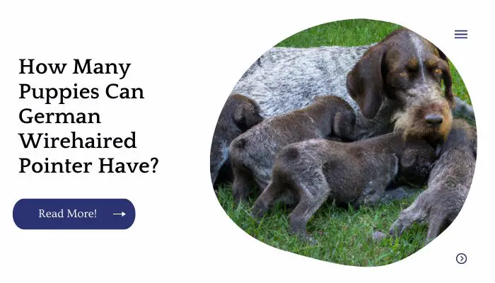How Many Puppies Can German Wirehaired Pointer Have?
