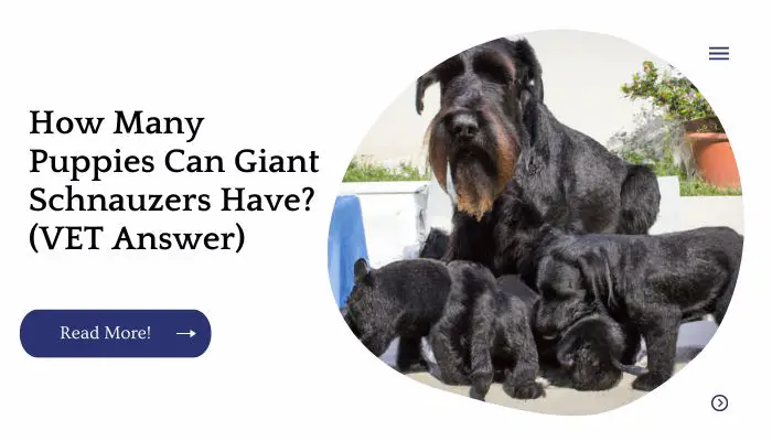 How Many Puppies Can Giant Schnauzers Have? (VET Answer)