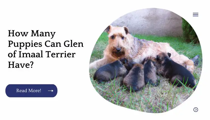 How Many Puppies Can Glen of Imaal Terrier Have?